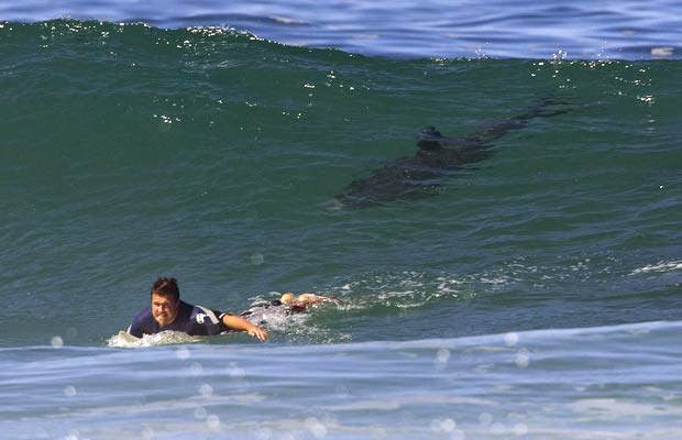 Warning: the most shark-infested beaches in the world Quotes   