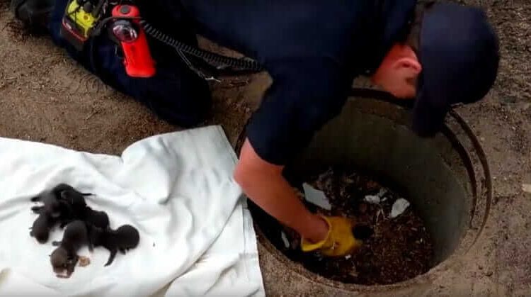 Firefighters Save Puppies From Storm Sewer But Suddenly Realize They Are Not What They Think They Are Quotes   