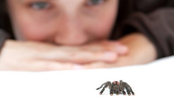 12 Tricks to keep away the spiders, without crushing them! Home Hacks Outdoor Tips   